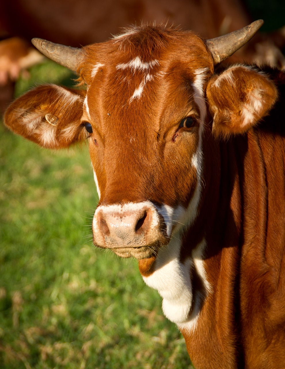 ? Kuhmilch im Ayurveda – Ein echtes Superfood!