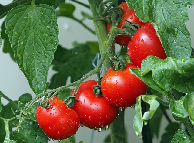 Vegane Ayurvedaküche: Tomatensalsa – Rezept von Martina Kobs-Metzger